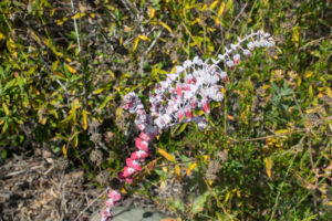 Flower at Tijuana Estuary visitor center