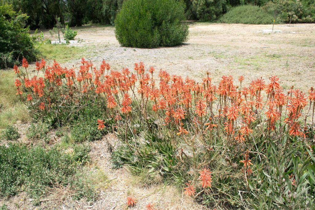 Flowers at the Bird and Butterfly Garden in Tijuana River Valley Regional Park