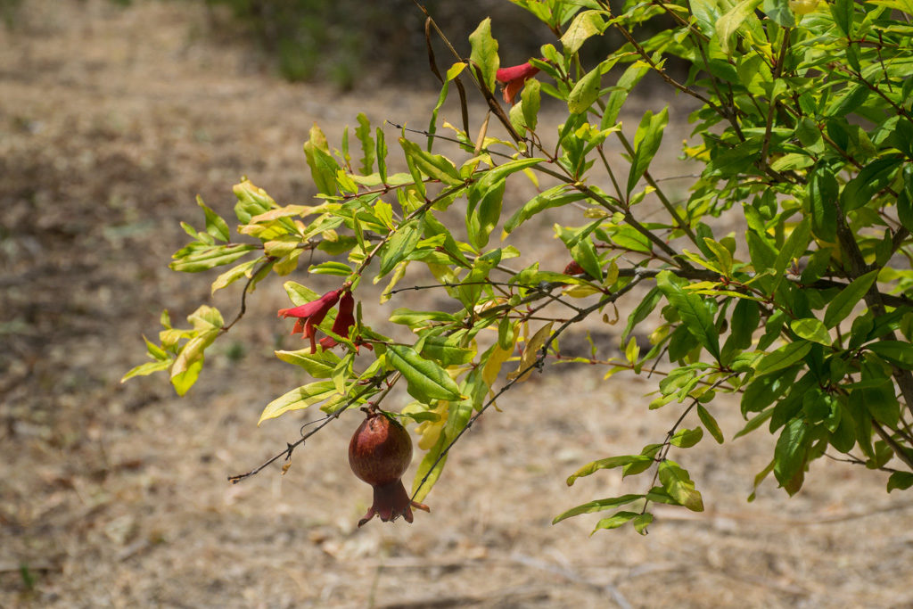 Pomegranate Tree at the Bird and Butterfly Garden in Tijuana River Valley Regional Park