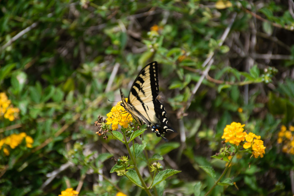 Butterfly on a flower at the Bird and Butterfly Garden in Tijuana River Valley Regional Park