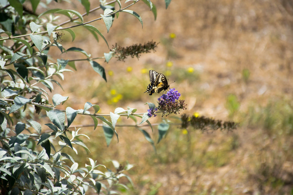 Butterfly on a flower at the Bird and Butterfly Garden in Tijuana River Valley Regional Park