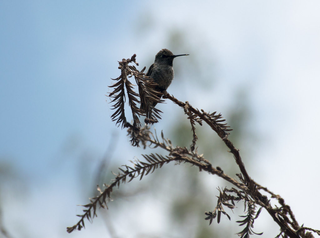 Hummingbird at the Bird and Butterfly Garden in Tijuana River Valley Regional Park