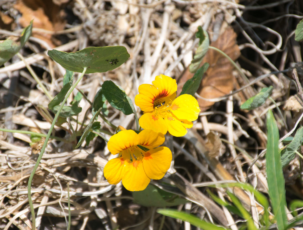 Flowers at the Bird and Butterfly Garden in Tijuana River Valley Regional Park