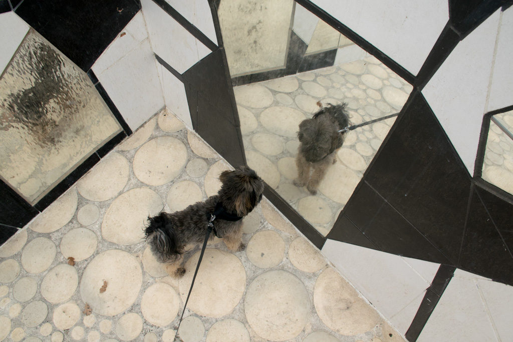 Chewy looking into the glass wall
