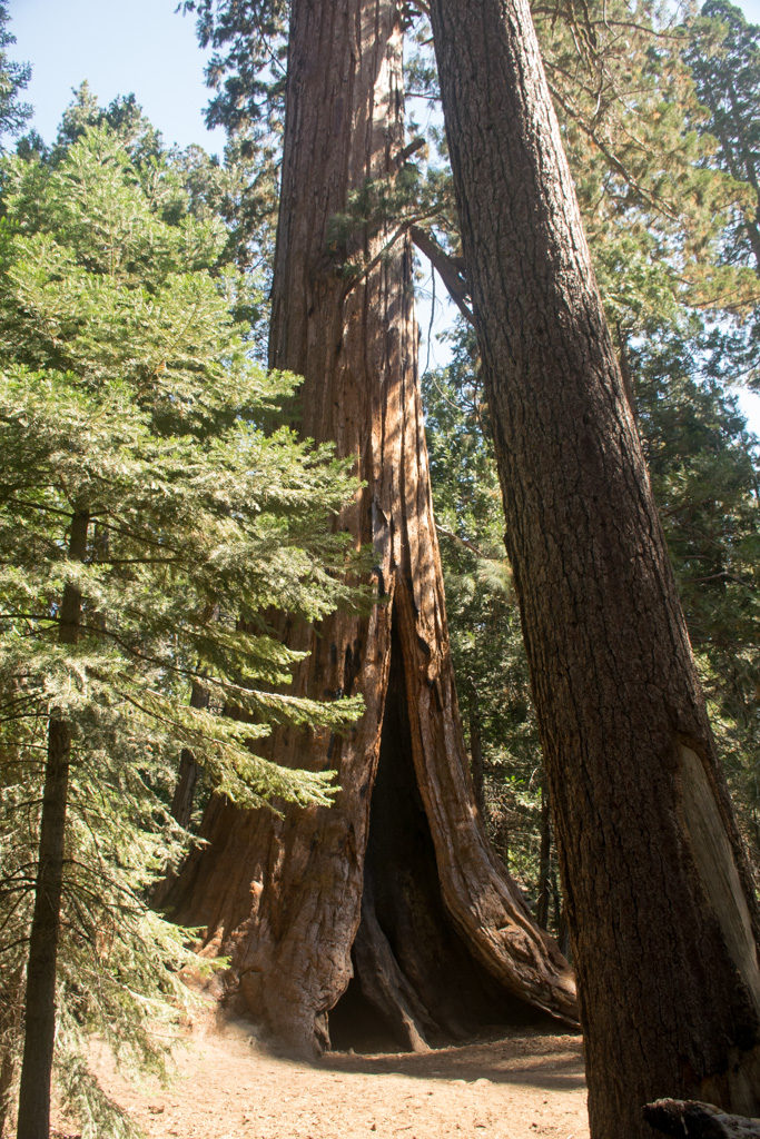 Tree at Trail of 100 Giants