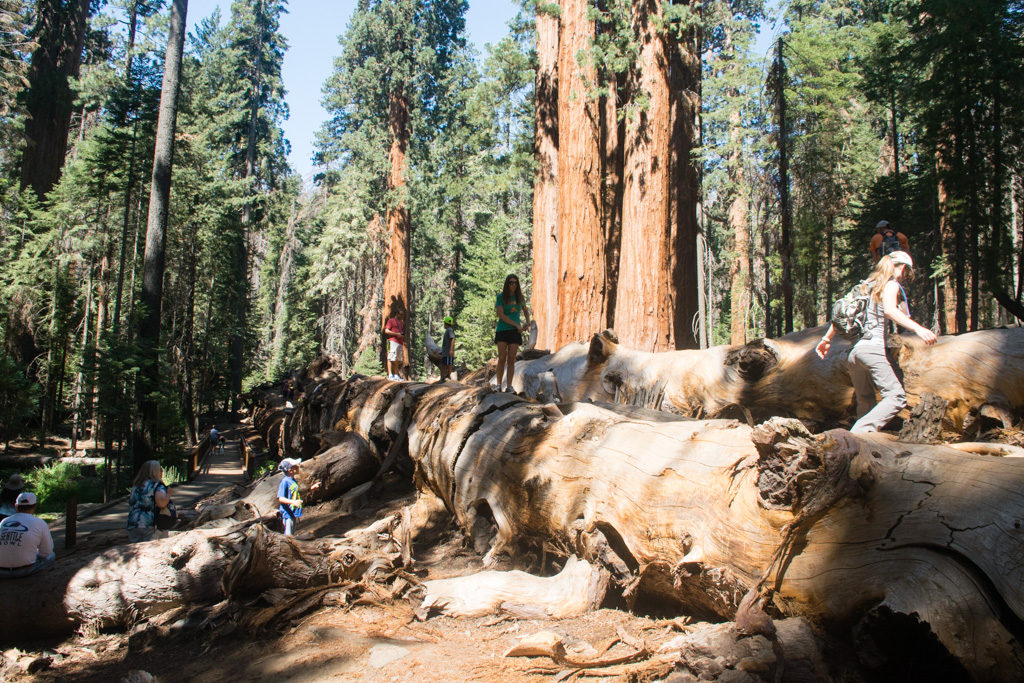 Trail of 100 Giants, people walking on the trees